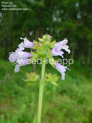 sage, lyreleaf